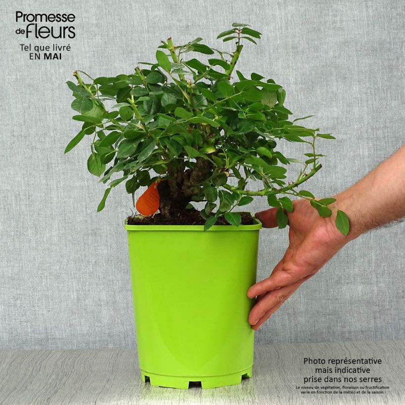 Rosal Leonardo Da Vinci Meideauri Maceta 4L/5L Ejemplar entregado en la primavera