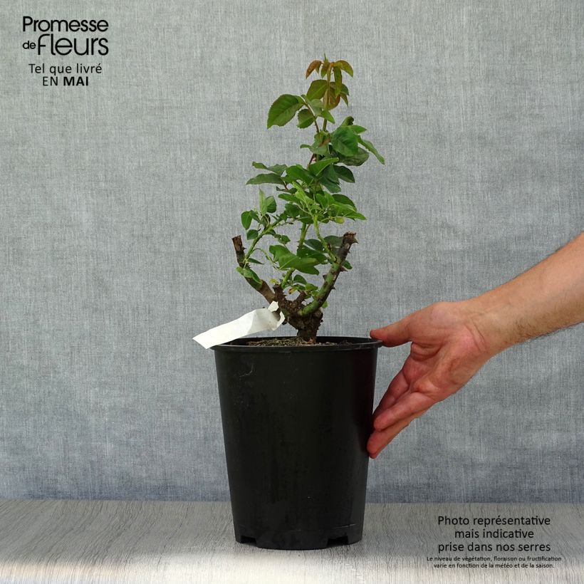 Rosal MokaRosal Maceta 4L/5L Ejemplar entregado en la primavera