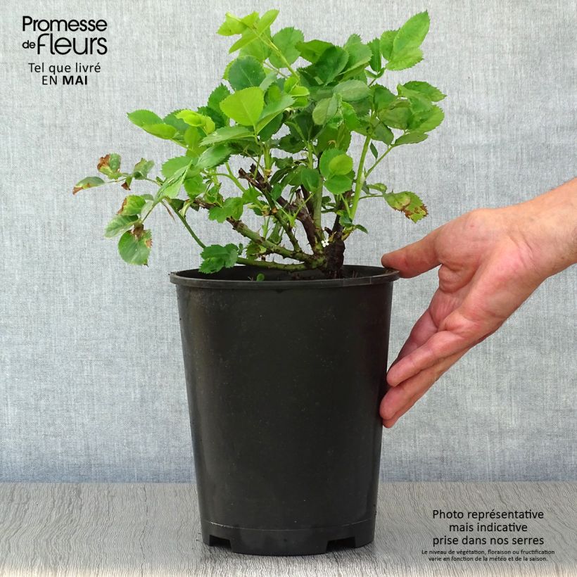 Rosal Minerva Maceta 3L/4L Ejemplar entregado en la primavera