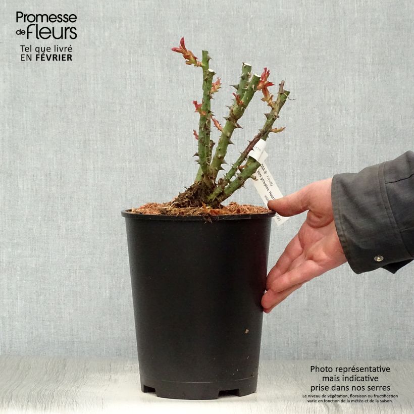 Rosal MokaRosal Maceta 4L/5L Ejemplar entregado en invierno