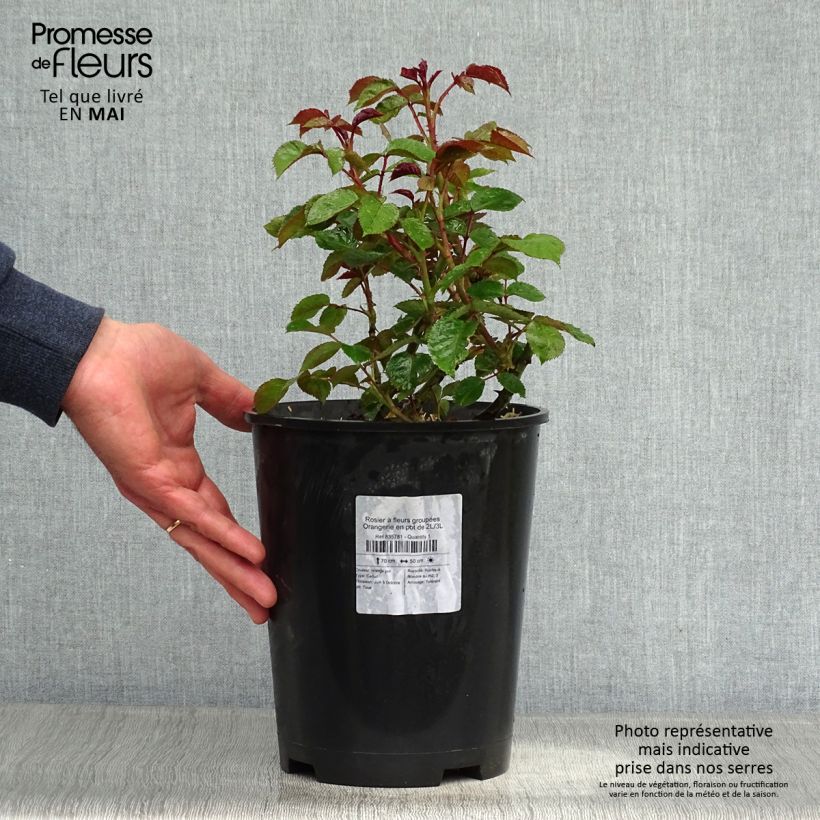 Rosal Naranja Orangerie Maceta 2L/3L Ejemplar entregado en la primavera