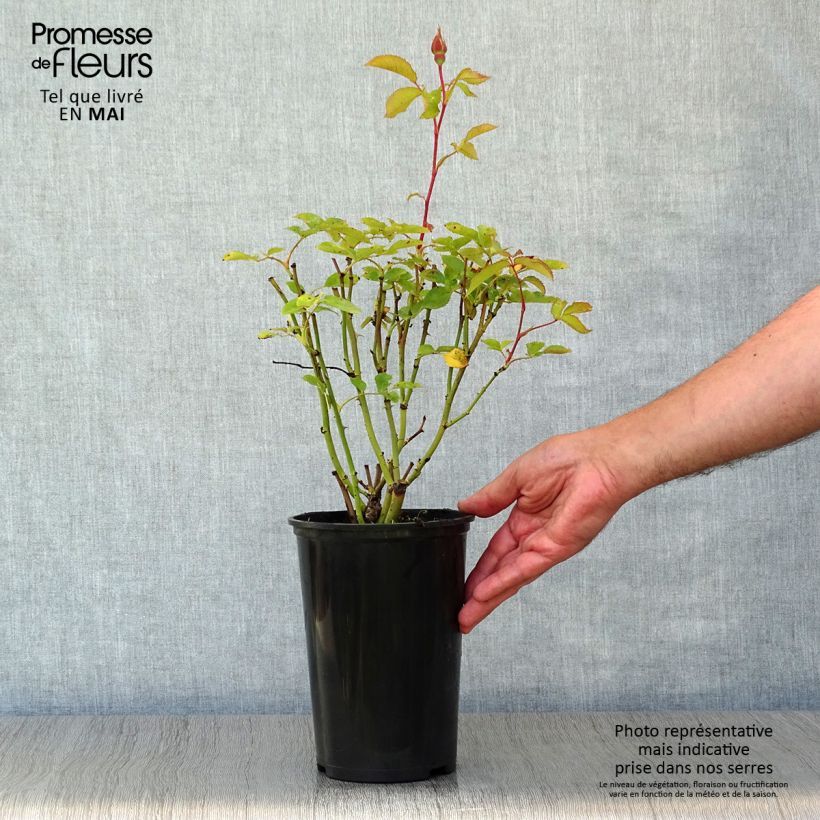 Rosal Pernille Poulsen Maceta 2L/3L Ejemplar entregado en la primavera