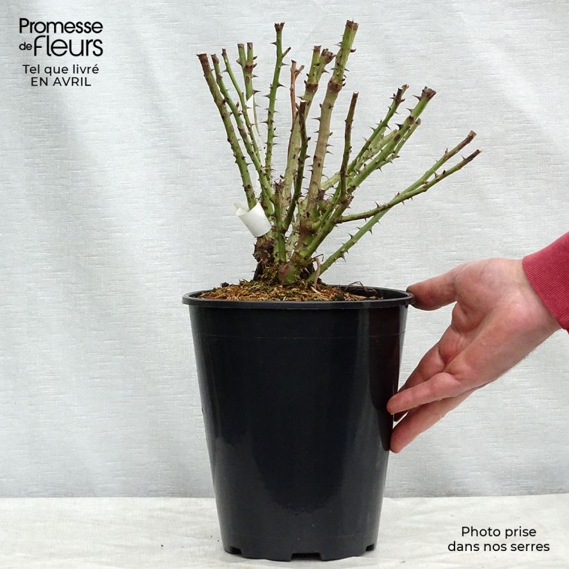 Rosal Rochemenier Village Maceta 4L/5L Ejemplar entregado en la primavera