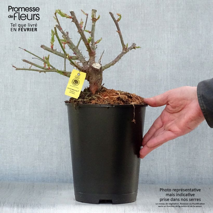 Rosal Scentimental Maceta 4L/5L Ejemplar entregado en invierno