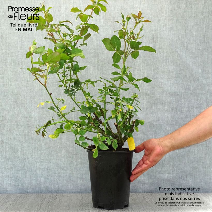 Rosal Scentimental Maceta 4L/5L Ejemplar entregado en la primavera
