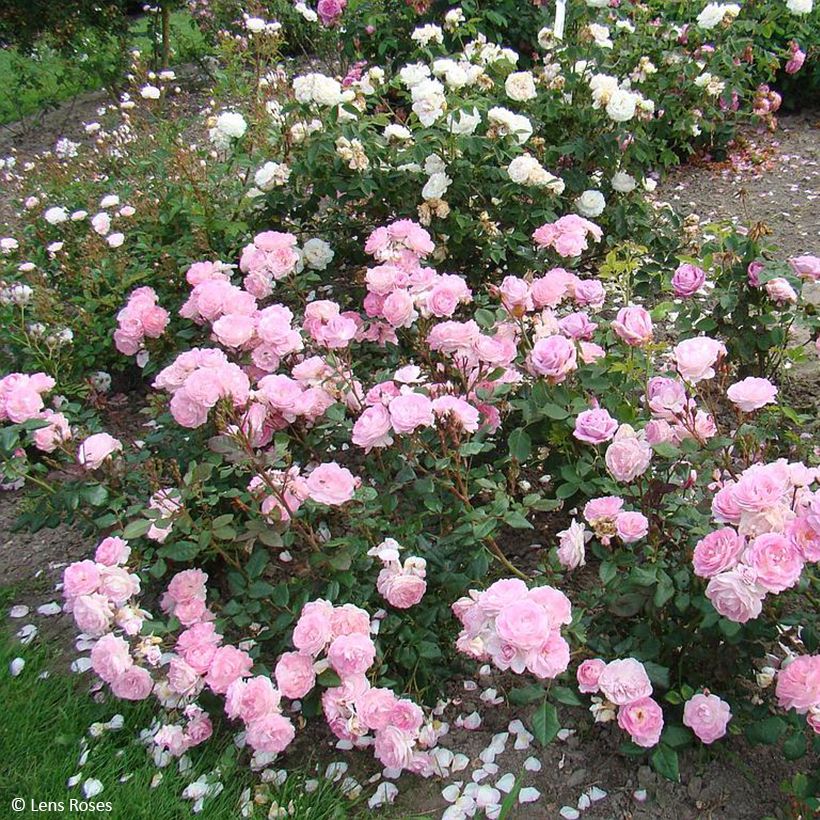 Rosal Sourire de Sylvie (Porte)