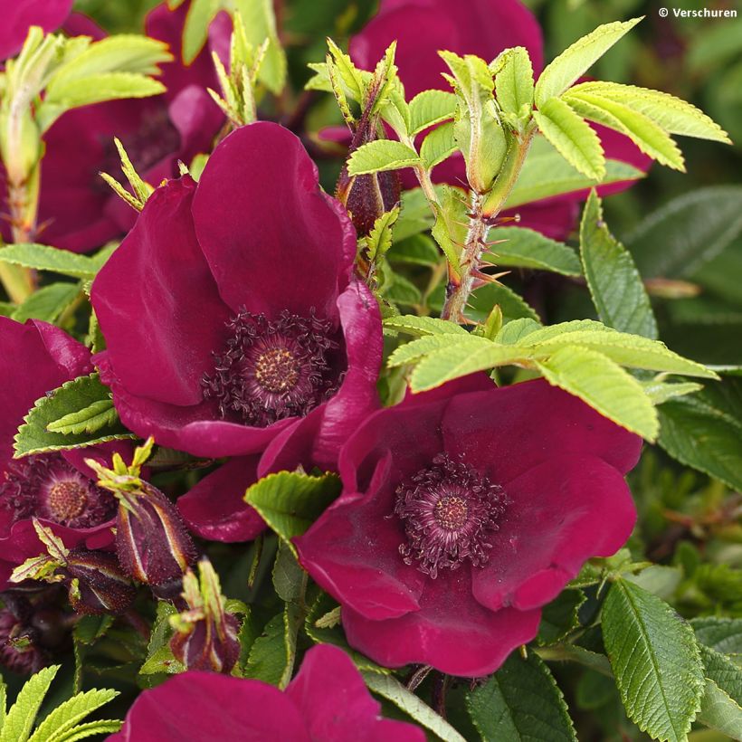 Rosal rugosa Strandperle (Floración)