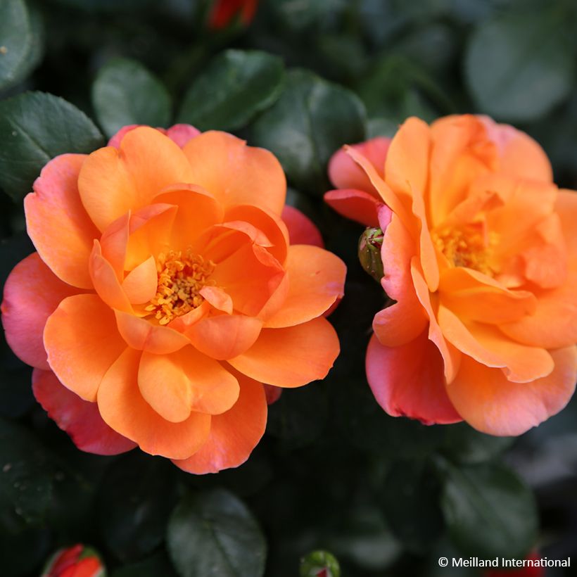 Rosal Sugar Candy Rose - Rosal enano (Floración)