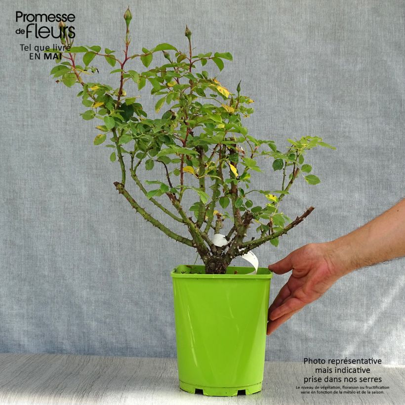 Rosal Sylvie Vartan Maceta 4L/5L Ejemplar entregado en la primavera