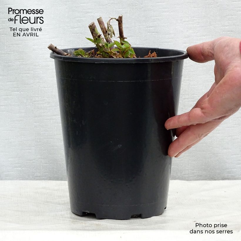 Rosal Annapurna - Rosal blanco Maceta 4L/5L Ejemplar entregado en la primavera