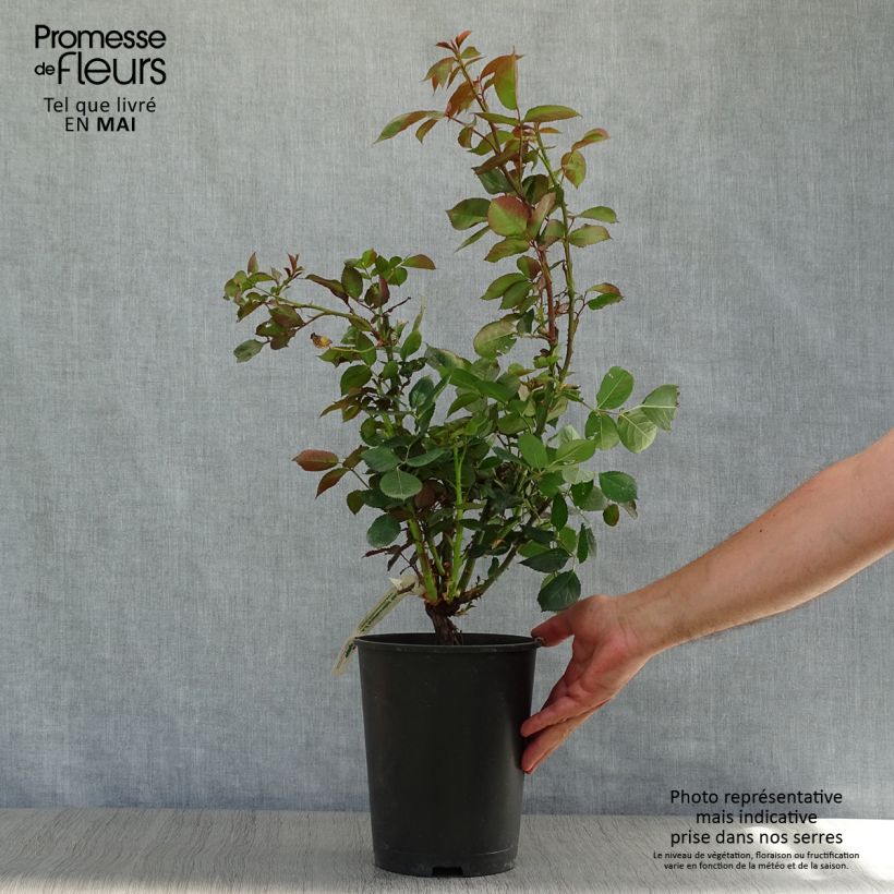 Rosal Anne Vanderlove Maceta 4L/5L Ejemplar entregado en la primavera