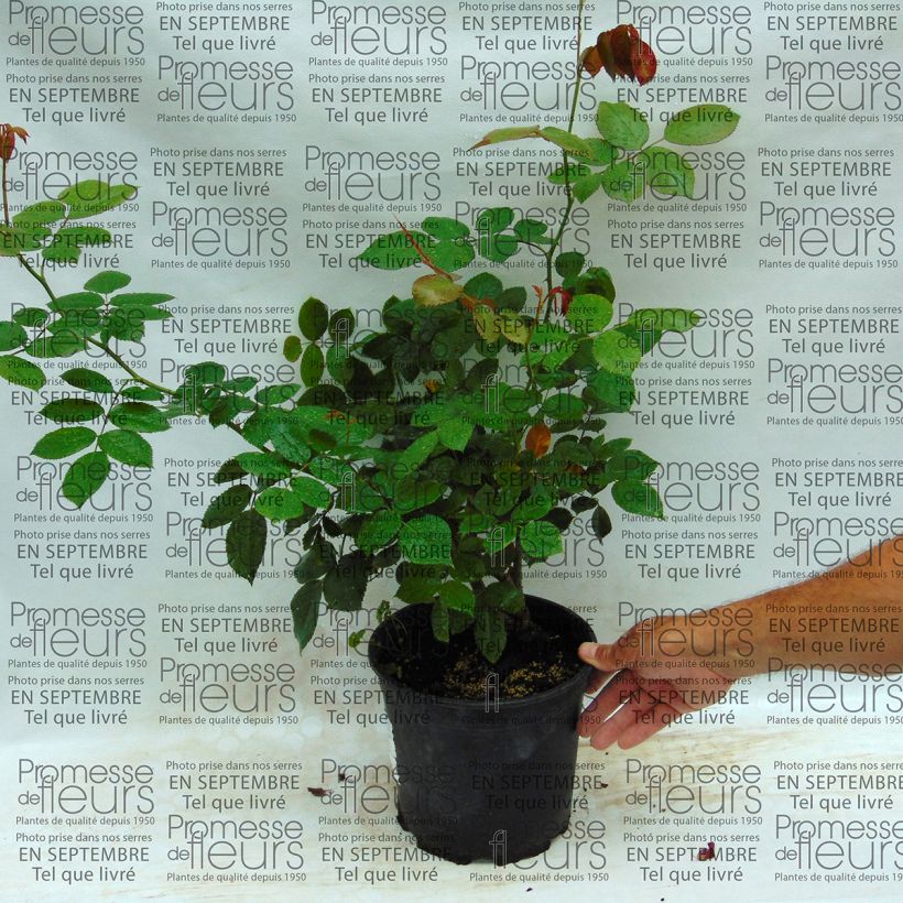 Ejemplo de ejemplar de Rosal Biedermeier Maceta 4L/5L tal y como se entrega