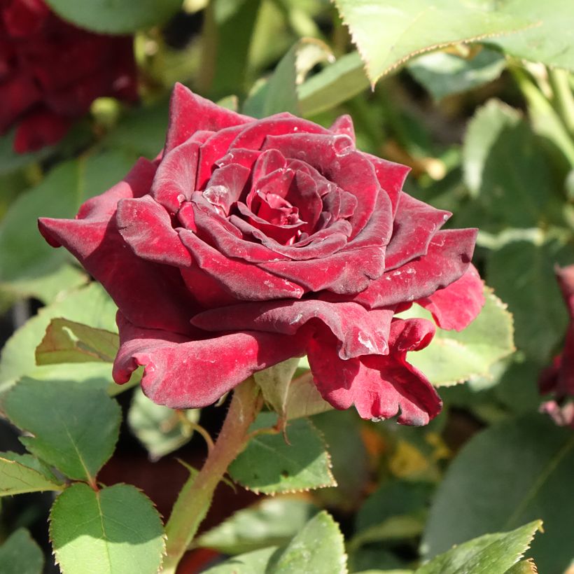 Rosal Black Baccara Meidebenne (Floración)