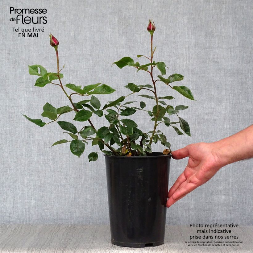Rosal Blue River Maceta 3L/4LAltura de entrega aprox. 30/40cm Ejemplar entregado en la primavera