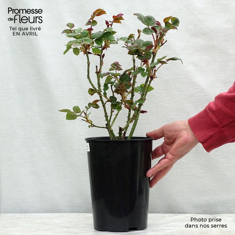 Rosal Borneo Odore Maceta 4L/5L Ejemplar entregado en la primavera