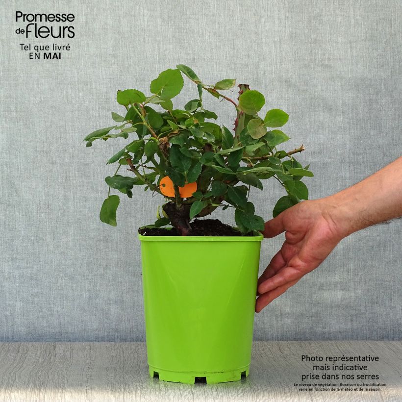 Rosal Botero Maceta 4L/5L Ejemplar entregado en la primavera