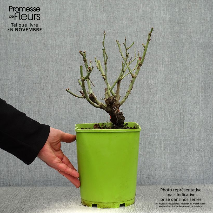 Ejemplar de Rosal Catherine Deneuve Maceta 4L/5L entregado en otoño
