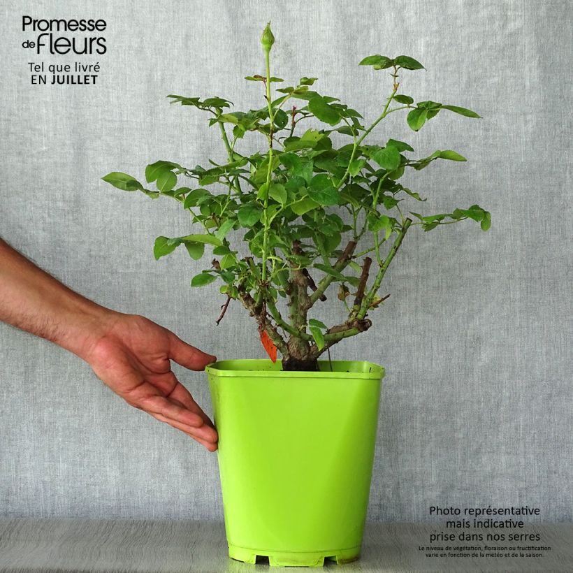 Ejemplar de Rosal Claude Brasseur Maceta 4L/5L entregado en verano