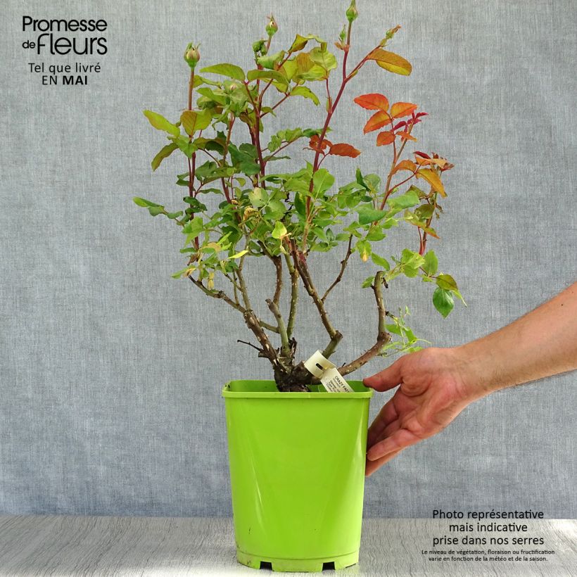 Rosal Crazy Fashion Maceta 4L/5L Ejemplar entregado en la primavera