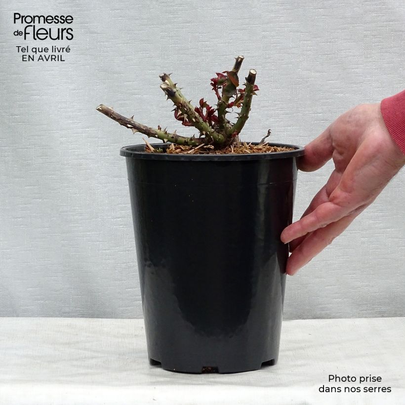 Rosal Dame de Coeur Maceta 4L/5L Ejemplar entregado en la primavera