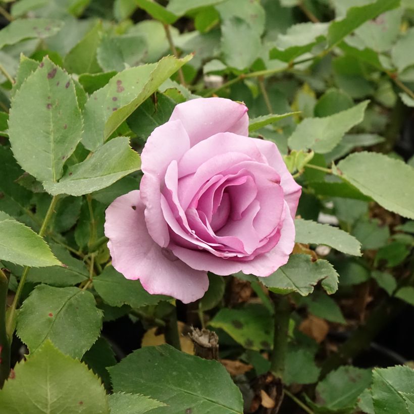 Rosal Dioressence (Floración)