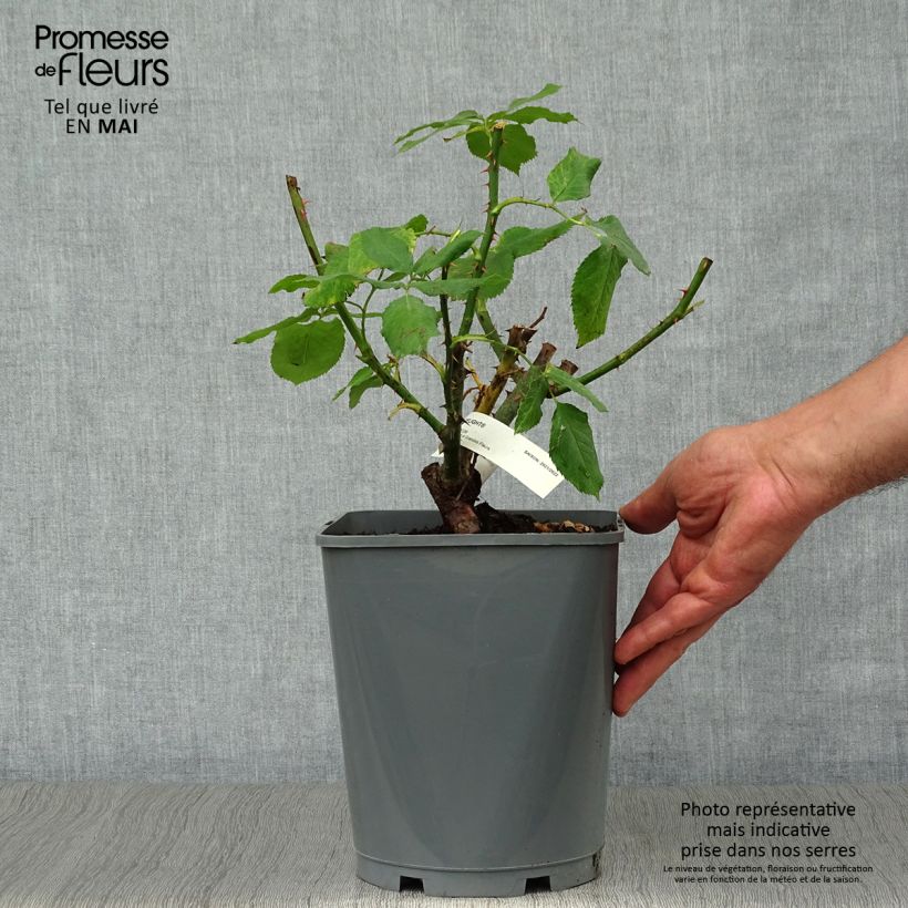 Rosal Double Delight Maceta 4L/5L Ejemplar entregado en la primavera