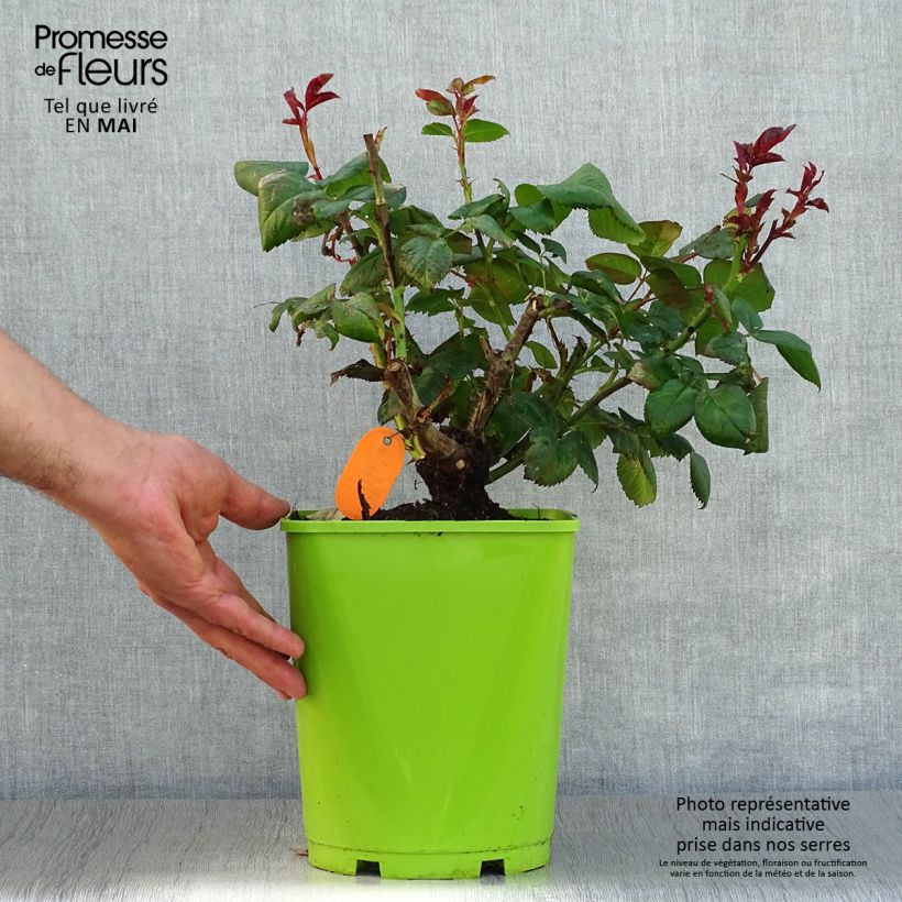Rosal Eddy Mitchell Maceta 4L/5L Ejemplar entregado en la primavera