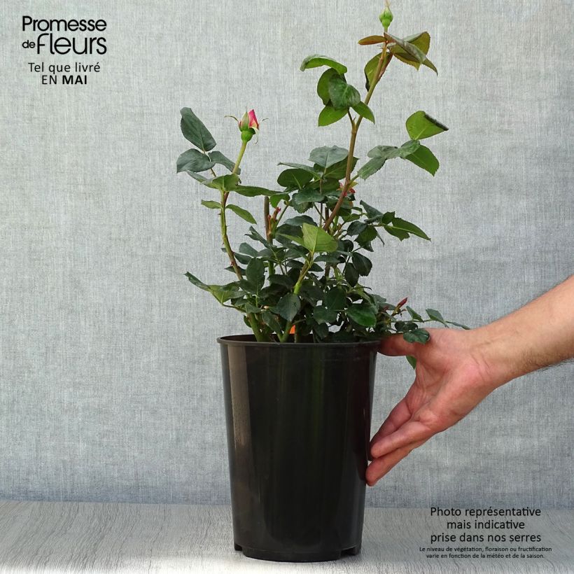 Rosal Elle Maceta 4L/5L Ejemplar entregado en la primavera