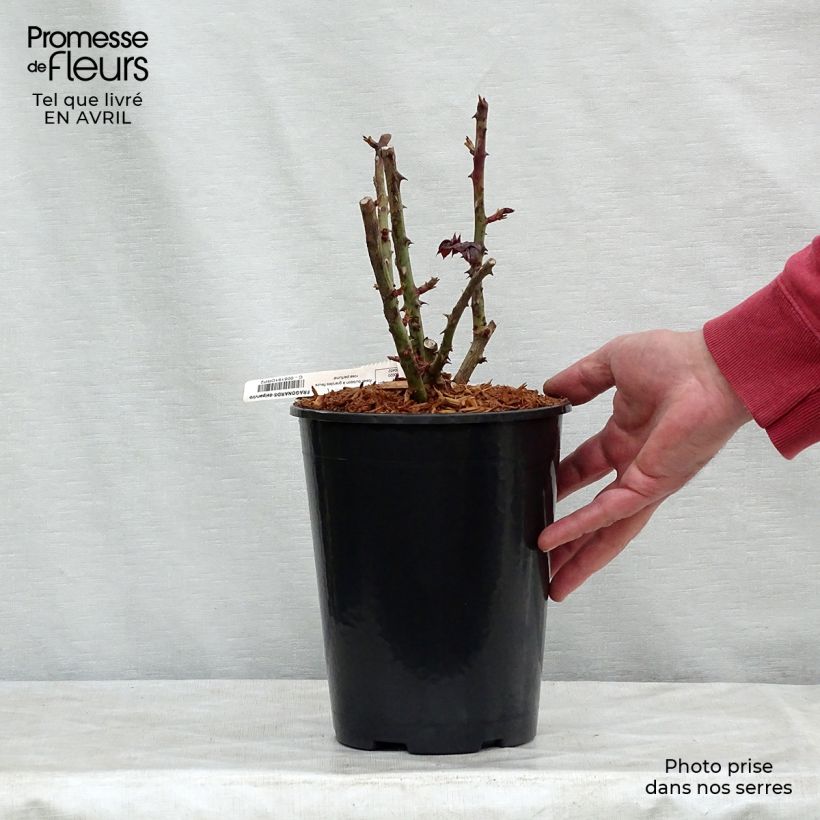 Rosal Fragonard Maceta 3L/4L Ejemplar entregado en la primavera