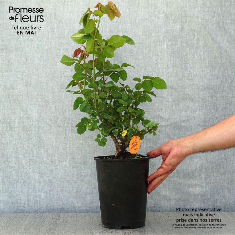 Rosal Frédéric Mistral Maceta 4L/5L Ejemplar entregado en la primavera