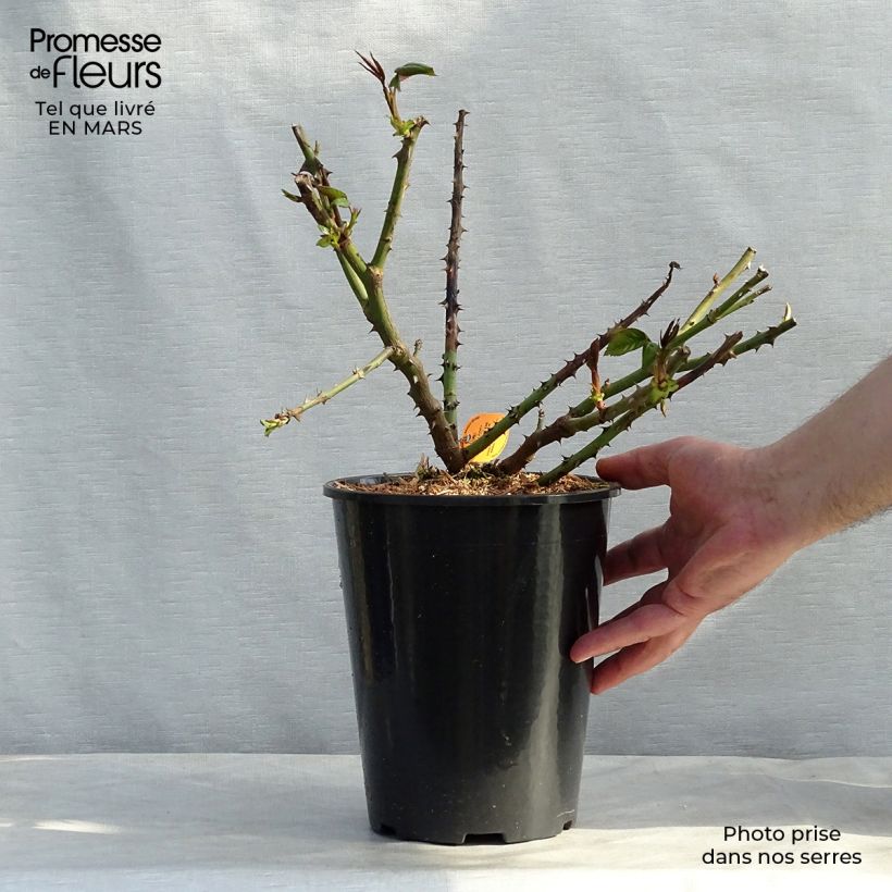 Rosal Honore de Balzac Maceta 4L/5L Ejemplar entregado en la primavera