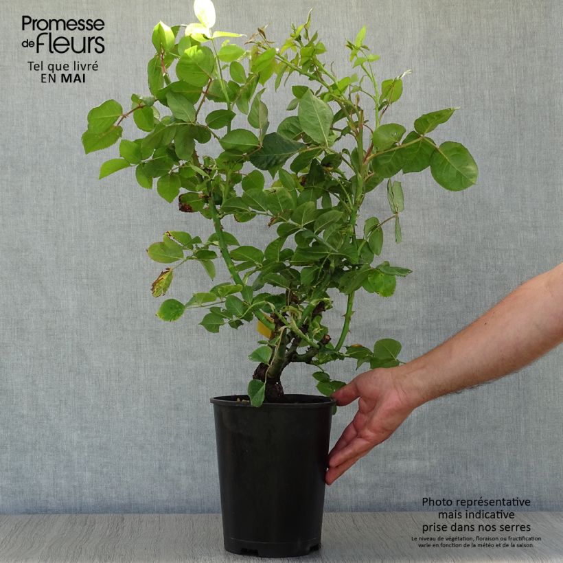 Rosal Ibiza Maceta 4L/5L Ejemplar entregado en la primavera