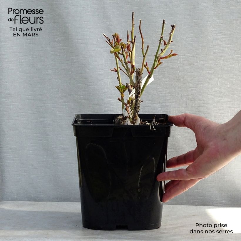 Rosal Isabelle Autissier Maceta 4L/5L Ejemplar entregado en la primavera