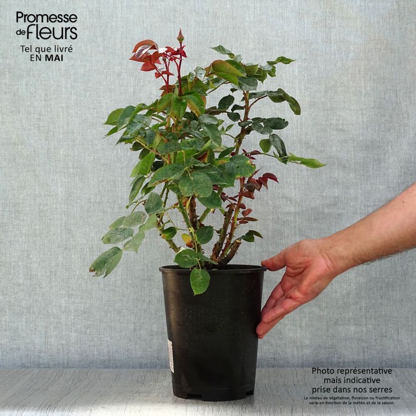 Rosal La rose Monsieur Maceta 4L/5L Ejemplar entregado en la primavera