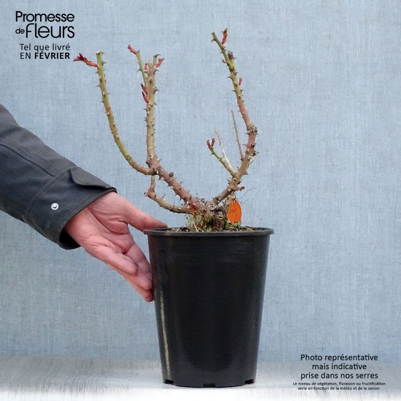 Rosal Laeticia Casta Maceta 4L/5L Ejemplar entregado en invierno