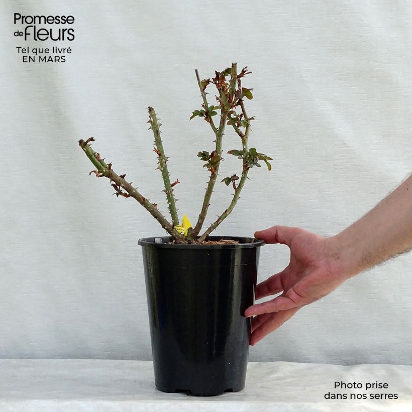 Rosal Les Années Folles Bobino Maceta 4L/5L Ejemplar entregado en la primavera
