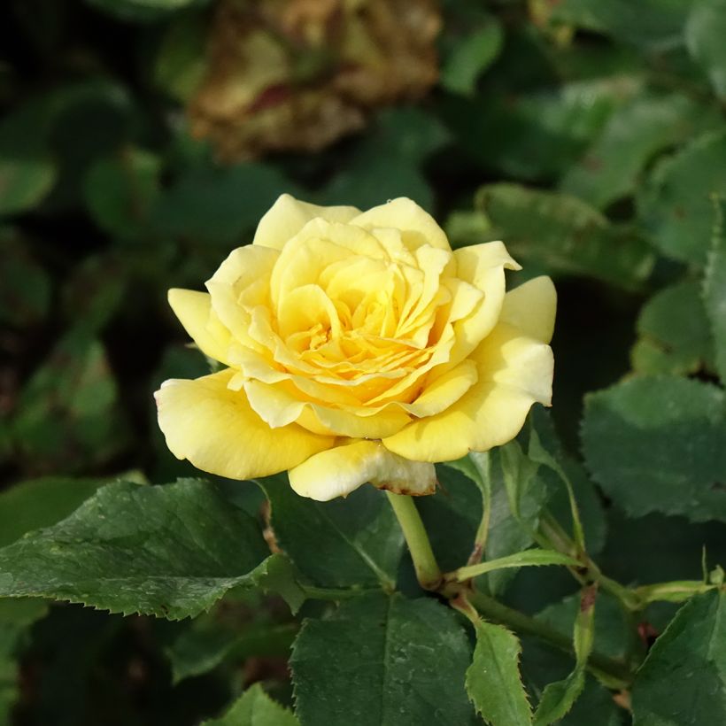 Rosal Les Années Folles La Rotonde (Floración)