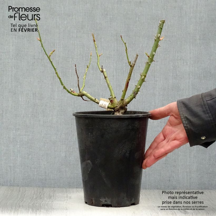 Rosal Mamy Blue Maceta 4L/5L Ejemplar entregado en invierno