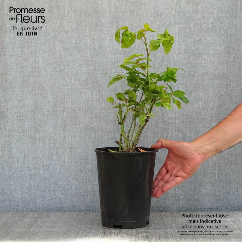 Rosal Michelangelo Maceta 4L/5L Ejemplar entregado en la primavera