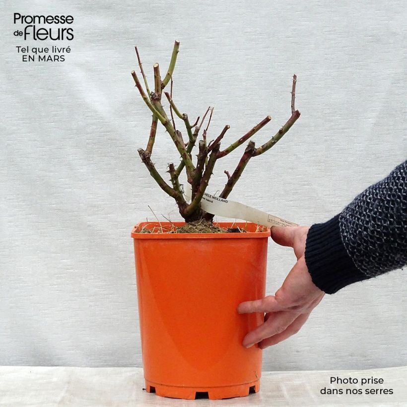 Rosal Michele Meilland Maceta 4L/5LAltura de entrega aprox. 20/30cm Ejemplar entregado en la primavera