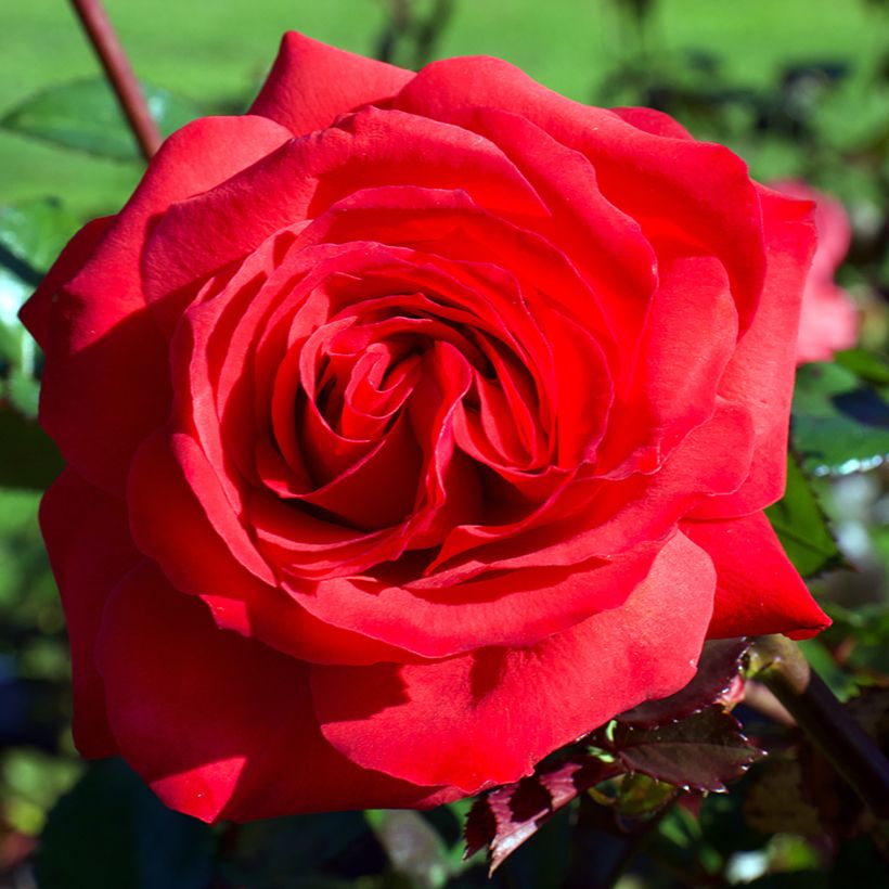 Rosal Mister Lincoln (Floración)