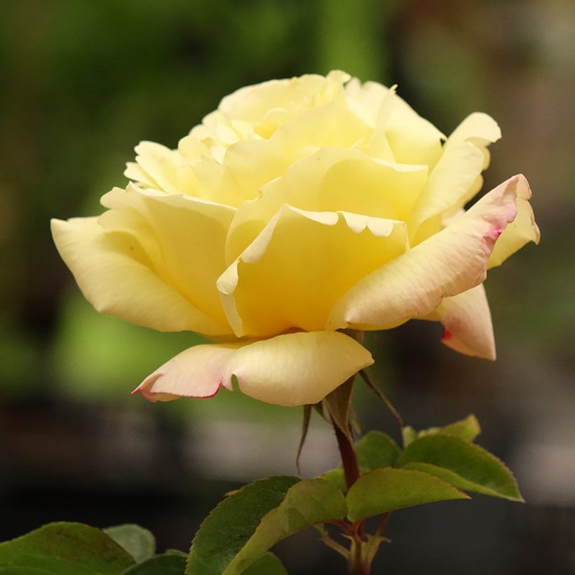 Rosal Mme A. Meilland (Floración)