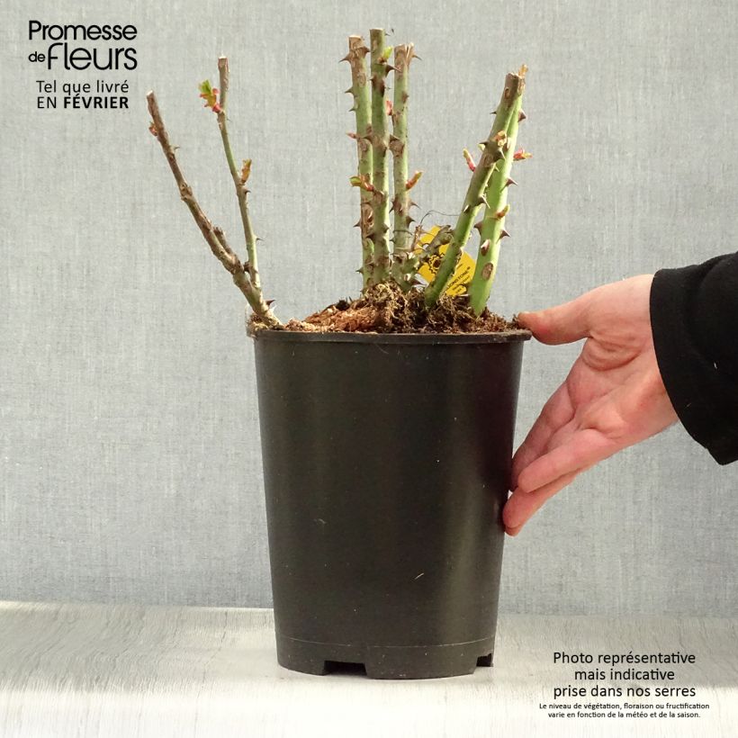 Rosal Moonstone Maceta 4L/5L Ejemplar entregado en invierno