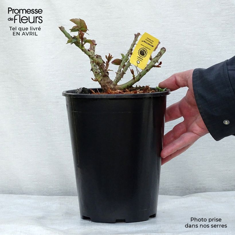 Rosal Moonstone Maceta 4L/5L Ejemplar entregado en la primavera