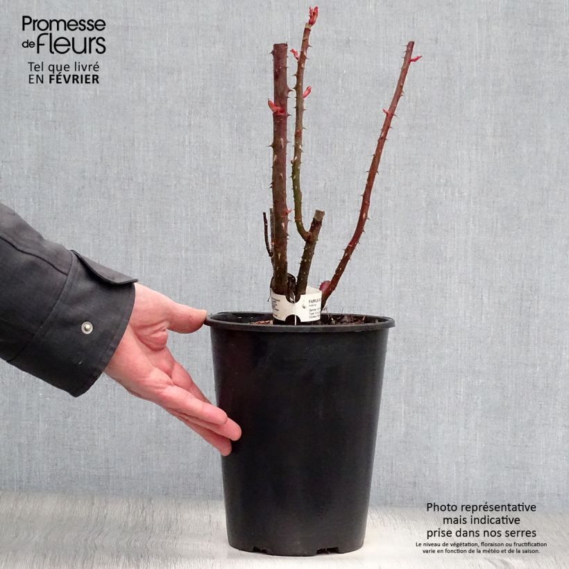 Rosal Parfum Royal Maceta 4L/5L Ejemplar entregado en invierno