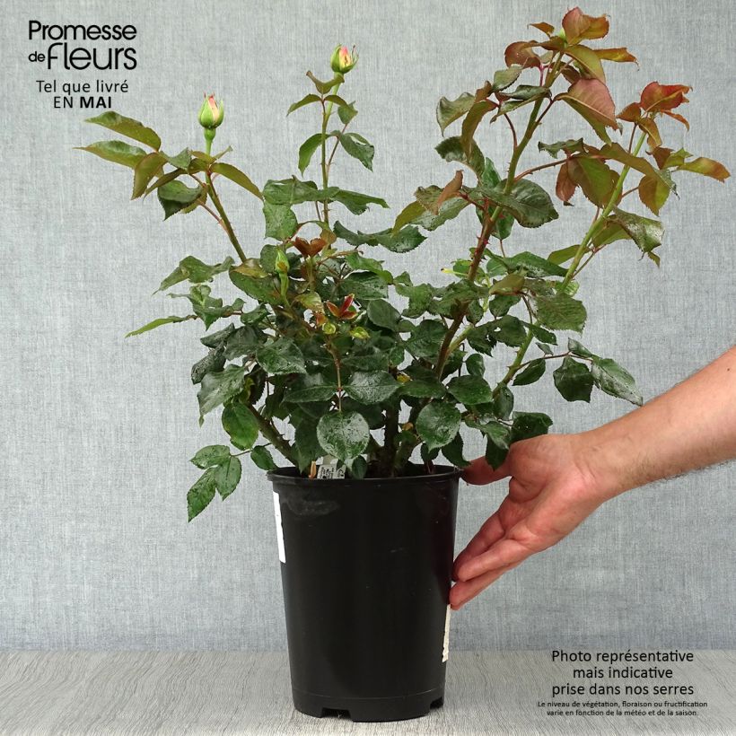 Rosal Parfum Royal Maceta 4L/5L Ejemplar entregado en la primavera