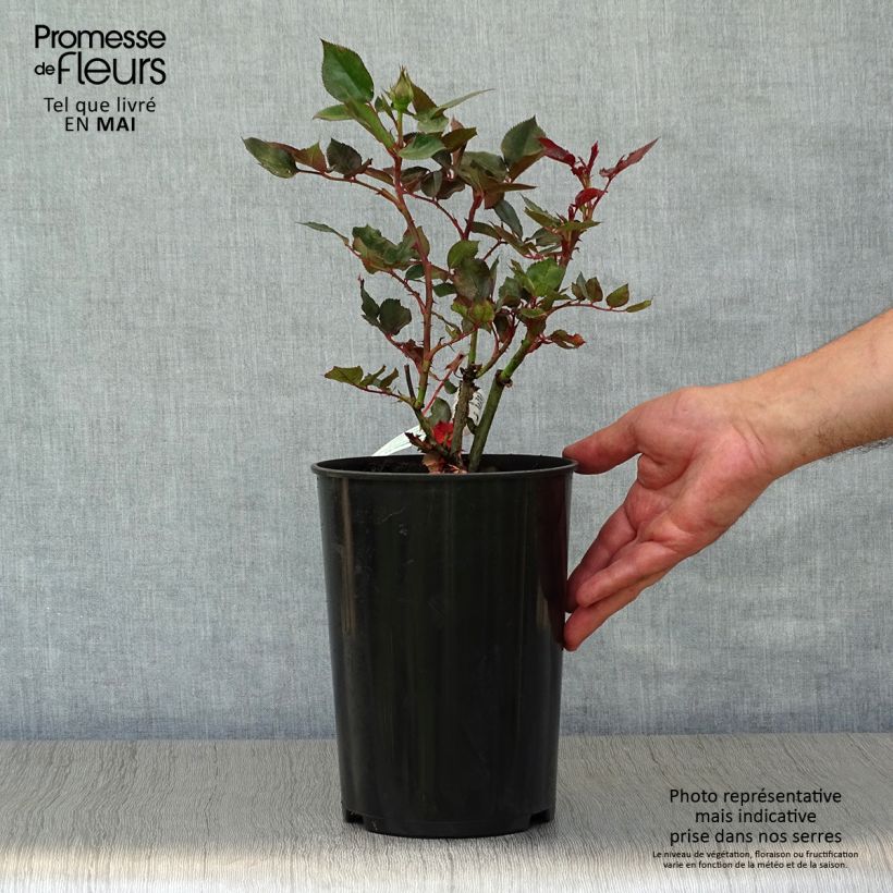 Rosal Parfum de Grasse Maceta 4L/5L Ejemplar entregado en la primavera