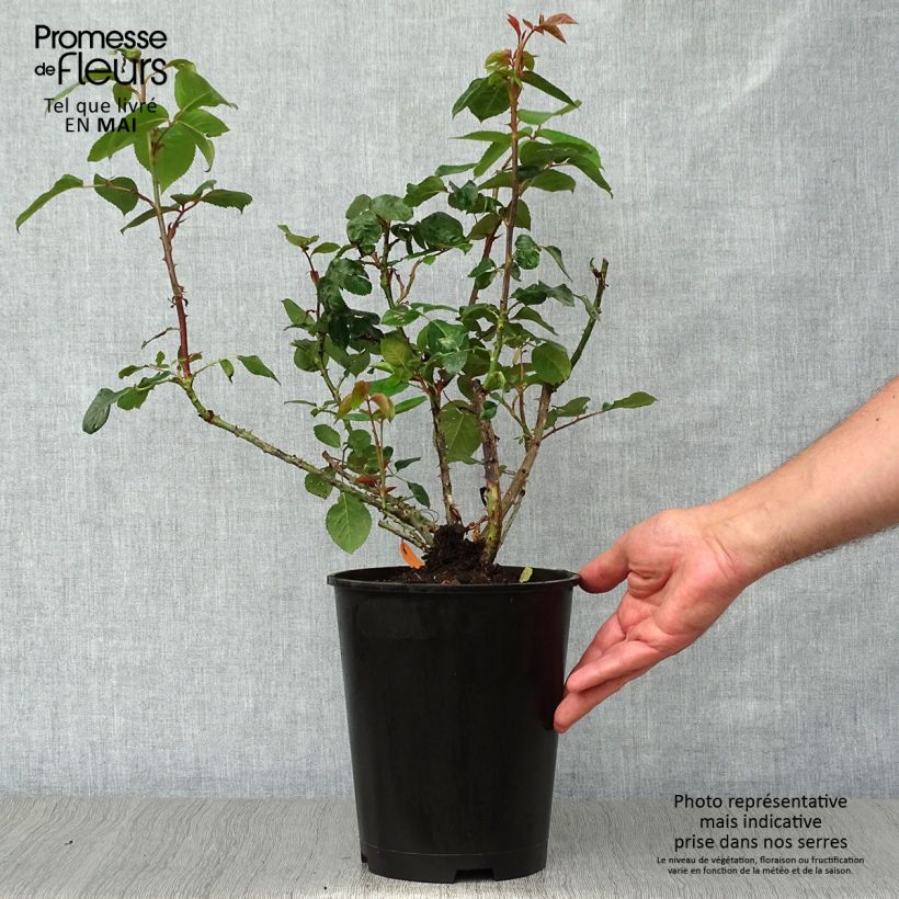 Rosal Pierre Arditi Maceta 4L/5L Ejemplar entregado en la primavera
