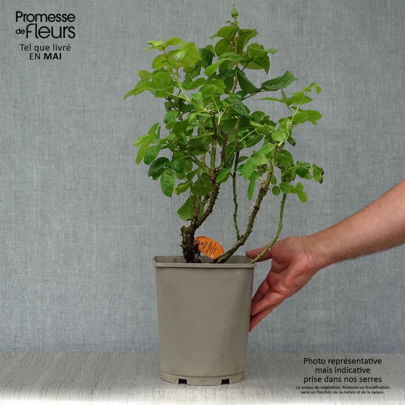 Rosal Pink Eureka Maceta 4L/5LAltura de entrega aprox. 30/40cm Ejemplar entregado en la primavera