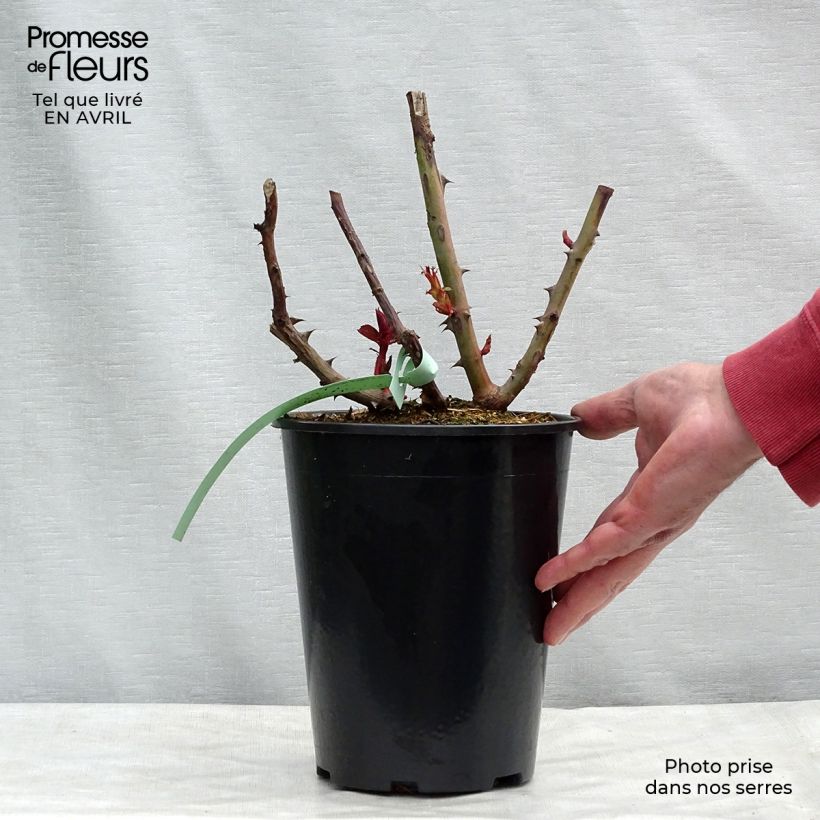 Rosal Prince Jardinier Maceta 4L/5L Ejemplar entregado en la primavera